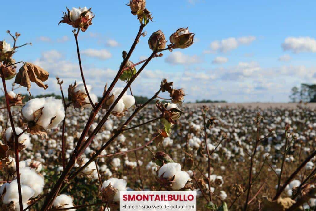 field of cotton trees